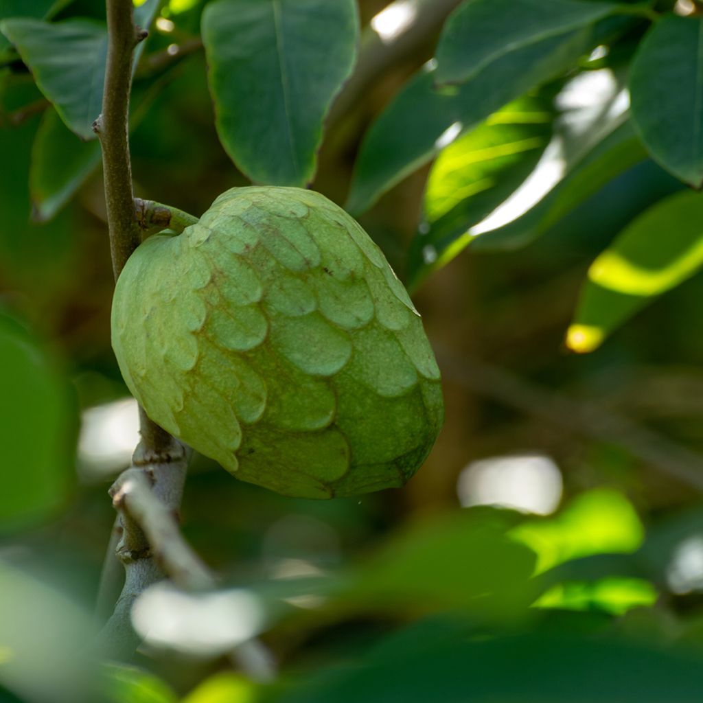 Suomuannoona - Annona cherimola