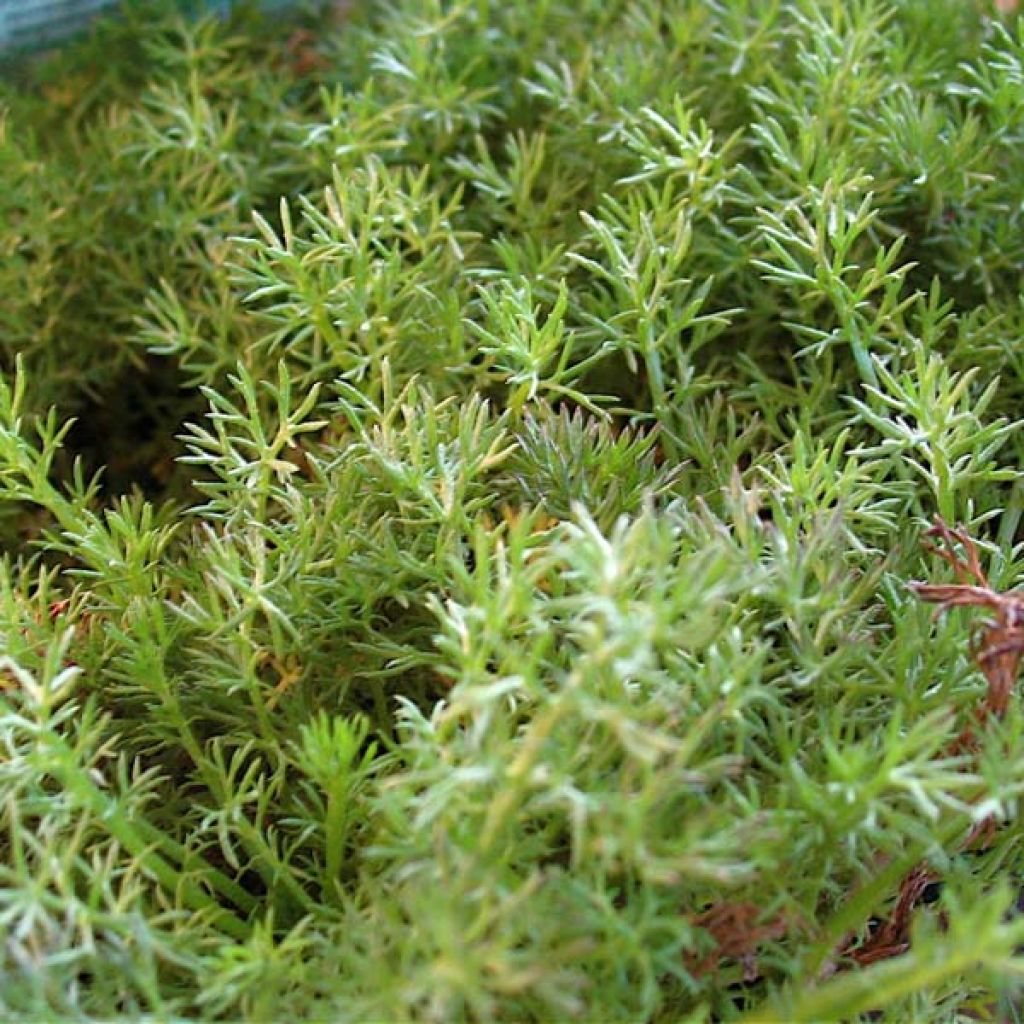 Jalosauramo Treneague