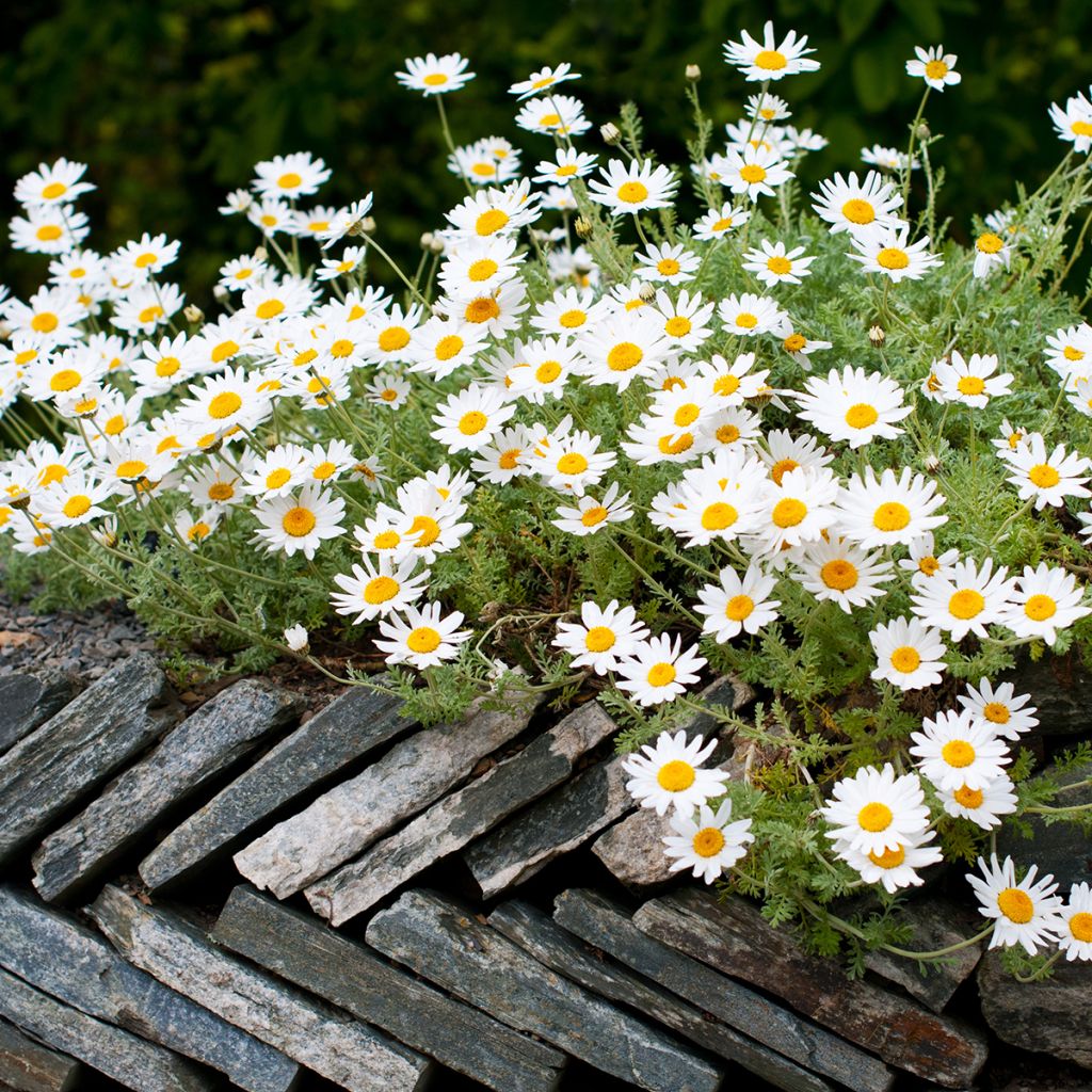 Sauramo - Anthemis punctata subsp. cupaniana