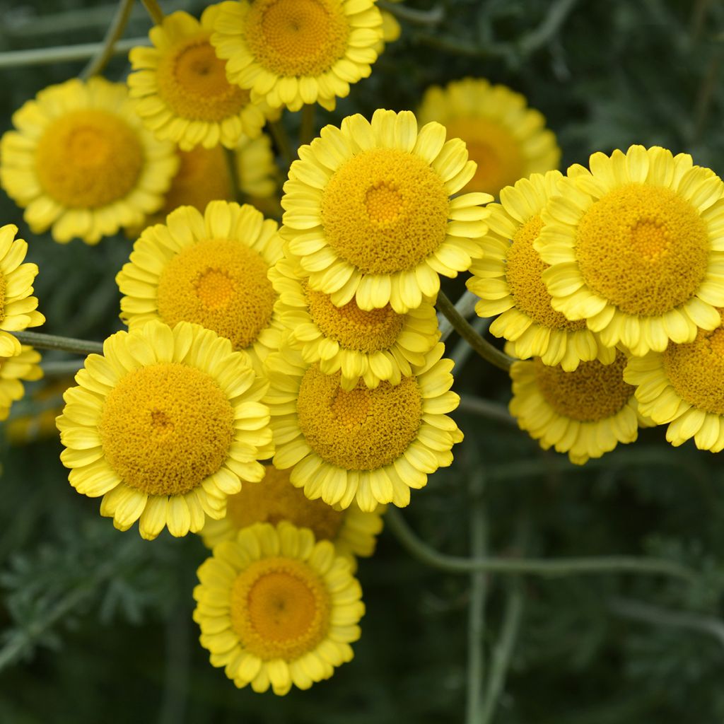 Johanneksensauramo - Anthemis sancti-johannis