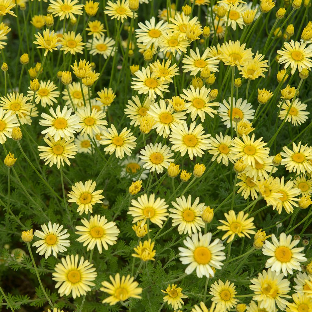 Keltasauramo E.C. Buxton
