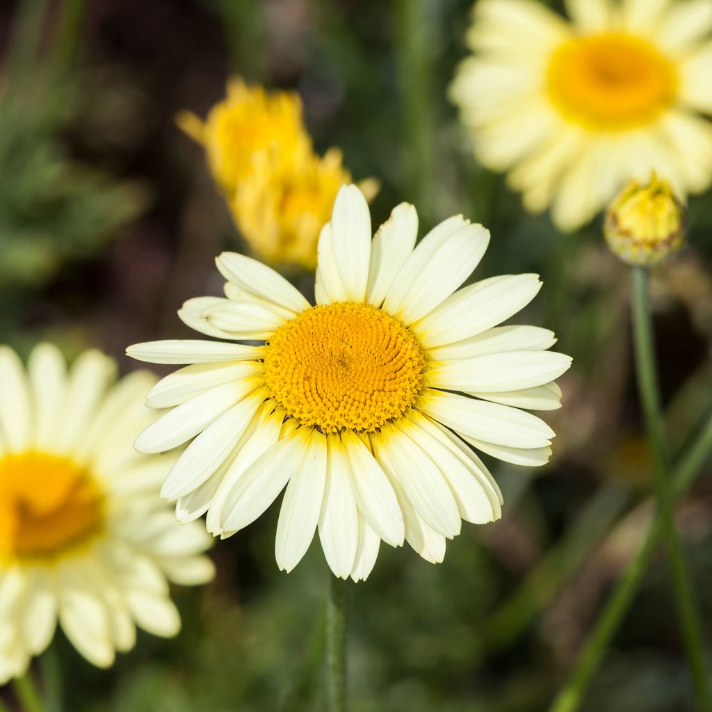 Keltasauramo E.C. Buxton