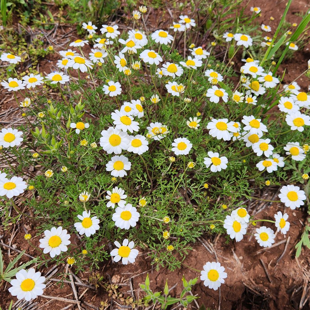 Sauramo - Anthemis cretica