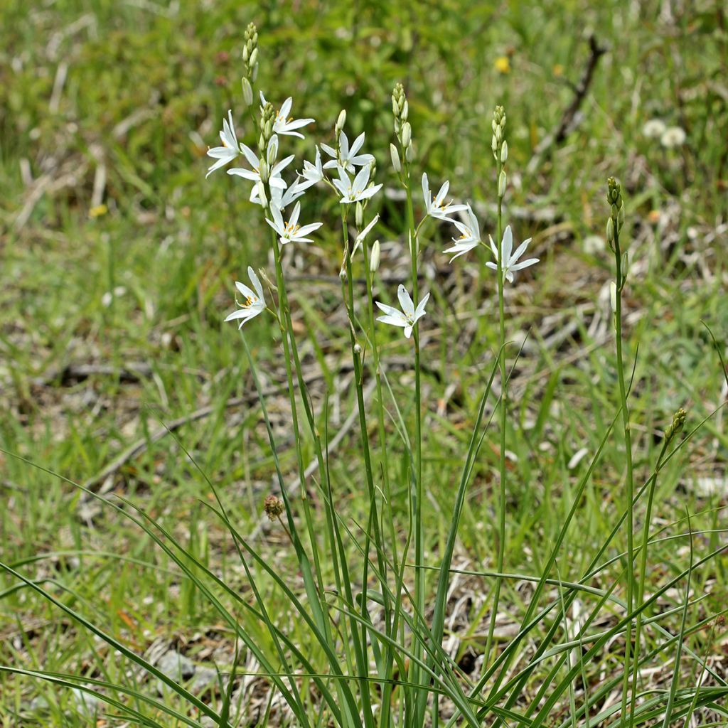 Tähkähietalilja - Anthericum liliago