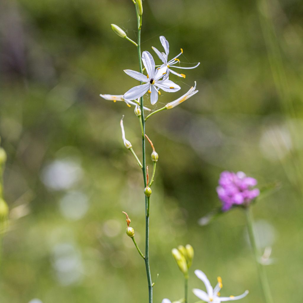 Tähkähietalilja - Anthericum liliago