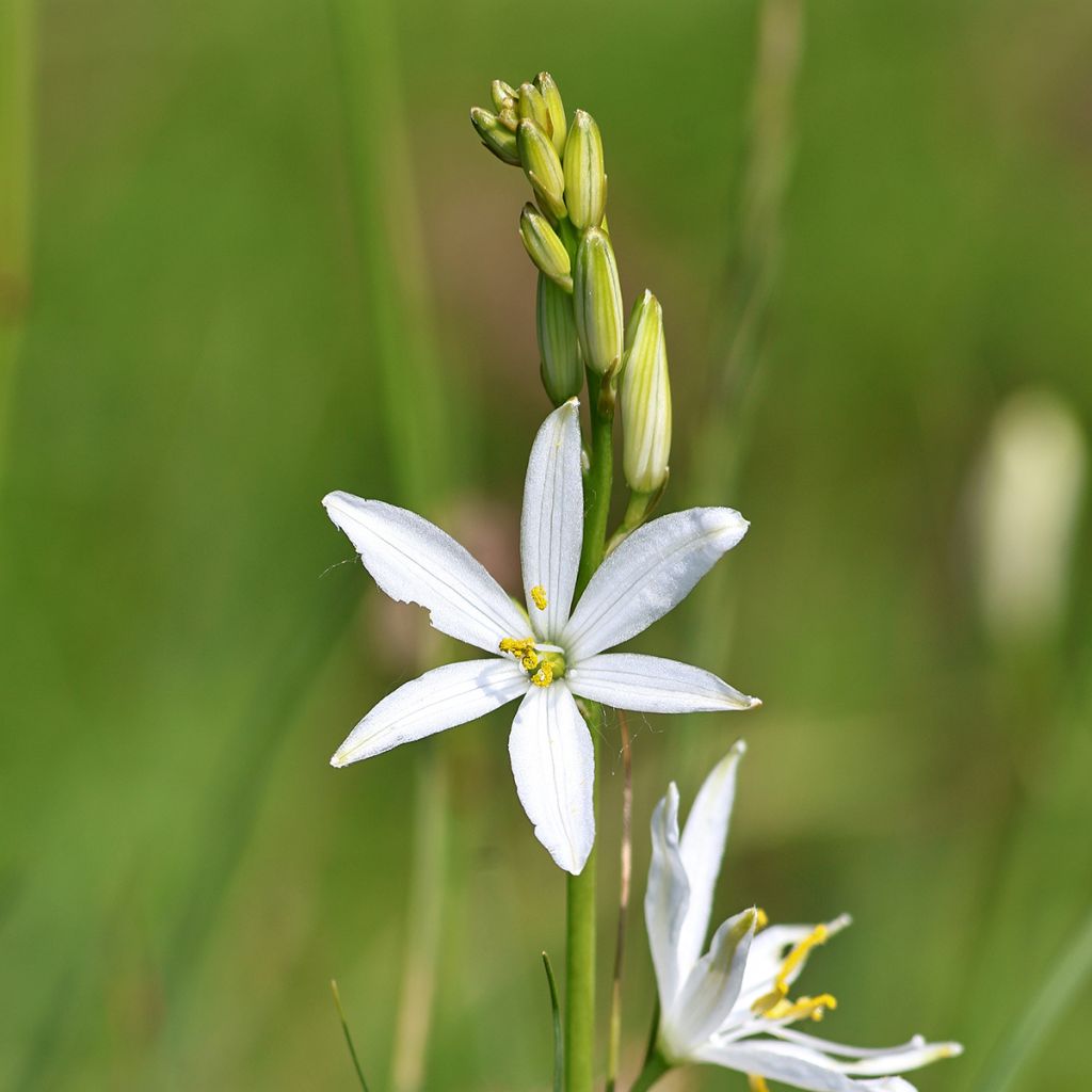 Tähkähietalilja - Anthericum liliago