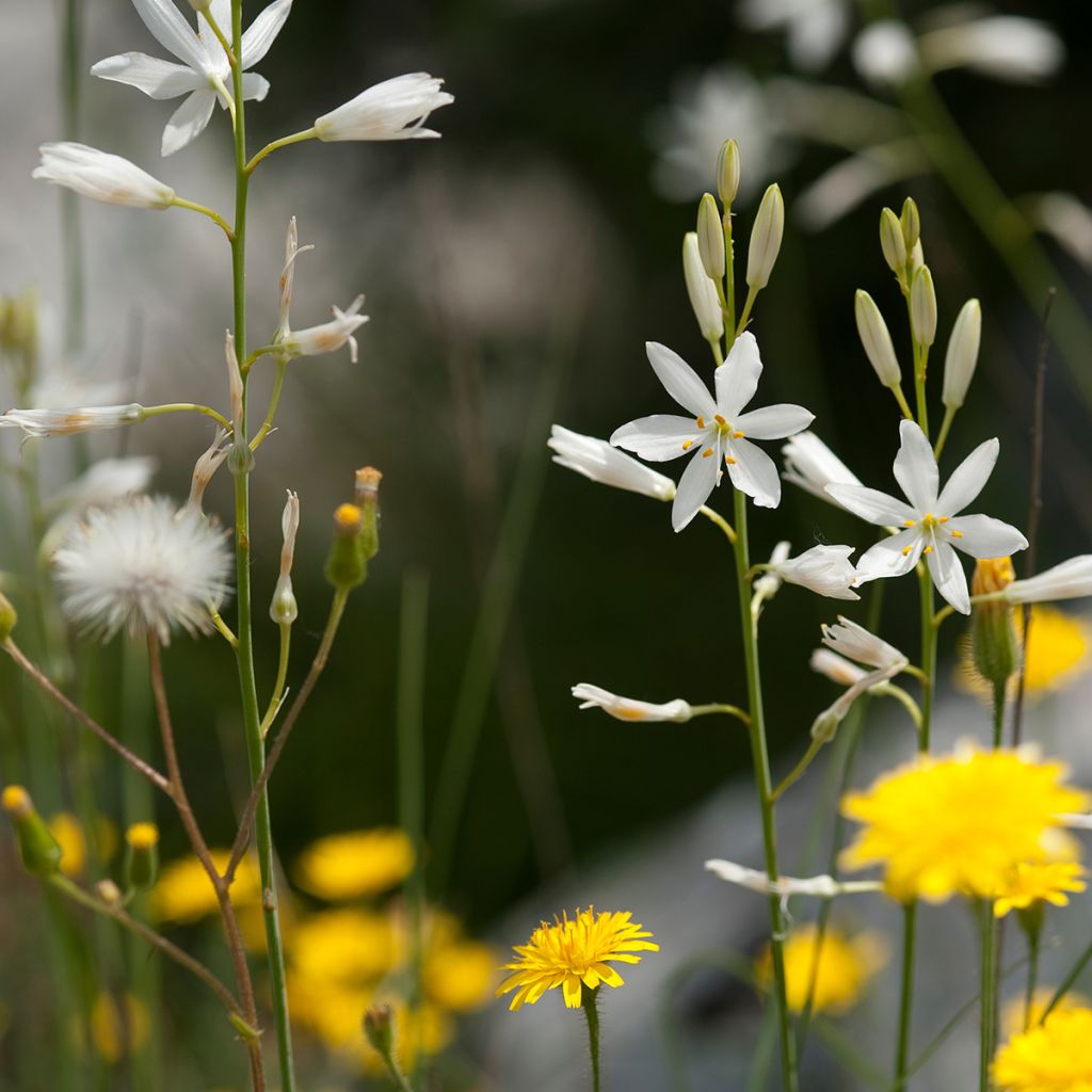 Tähkähietalilja - Anthericum liliago