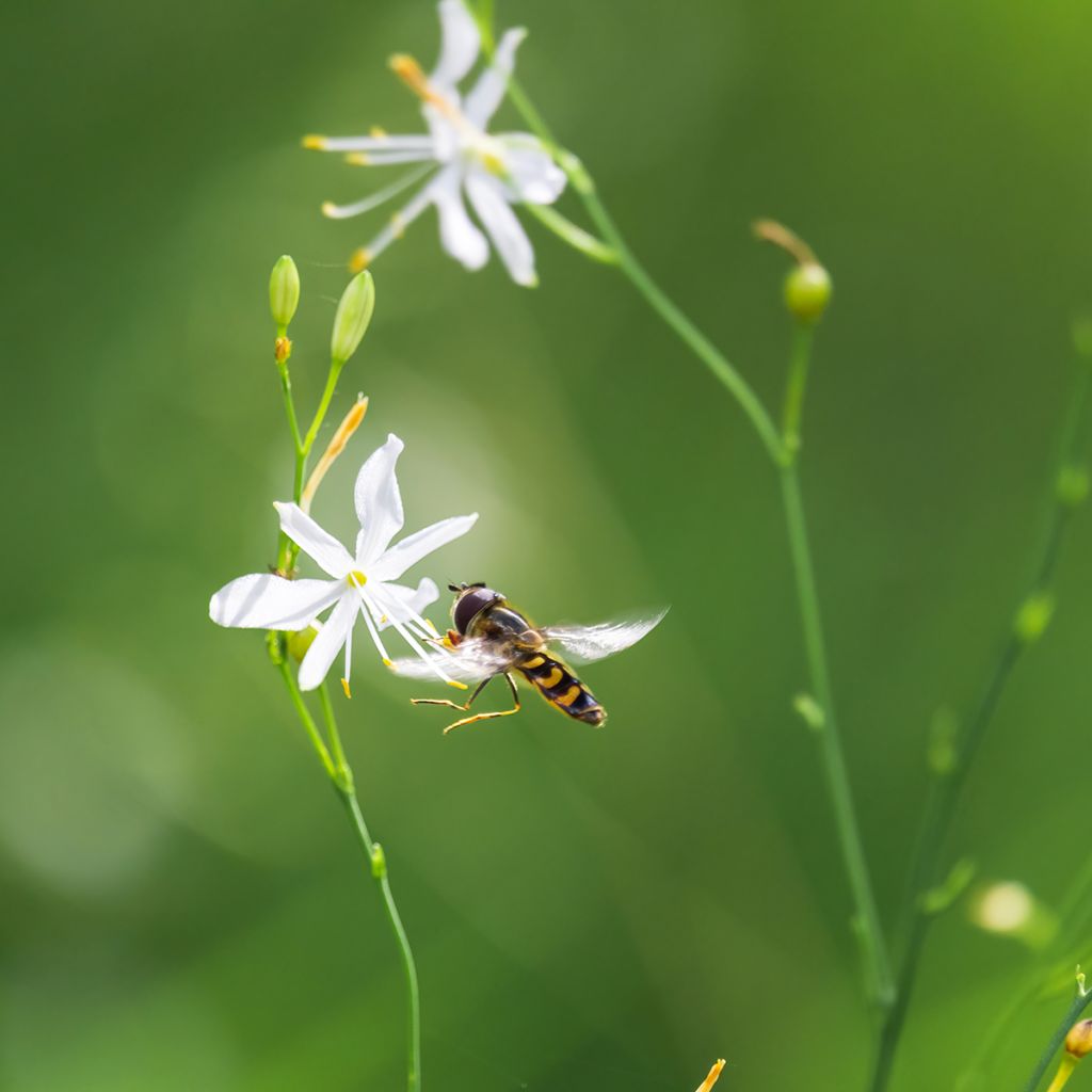 Tähkähietalilja - Anthericum liliago