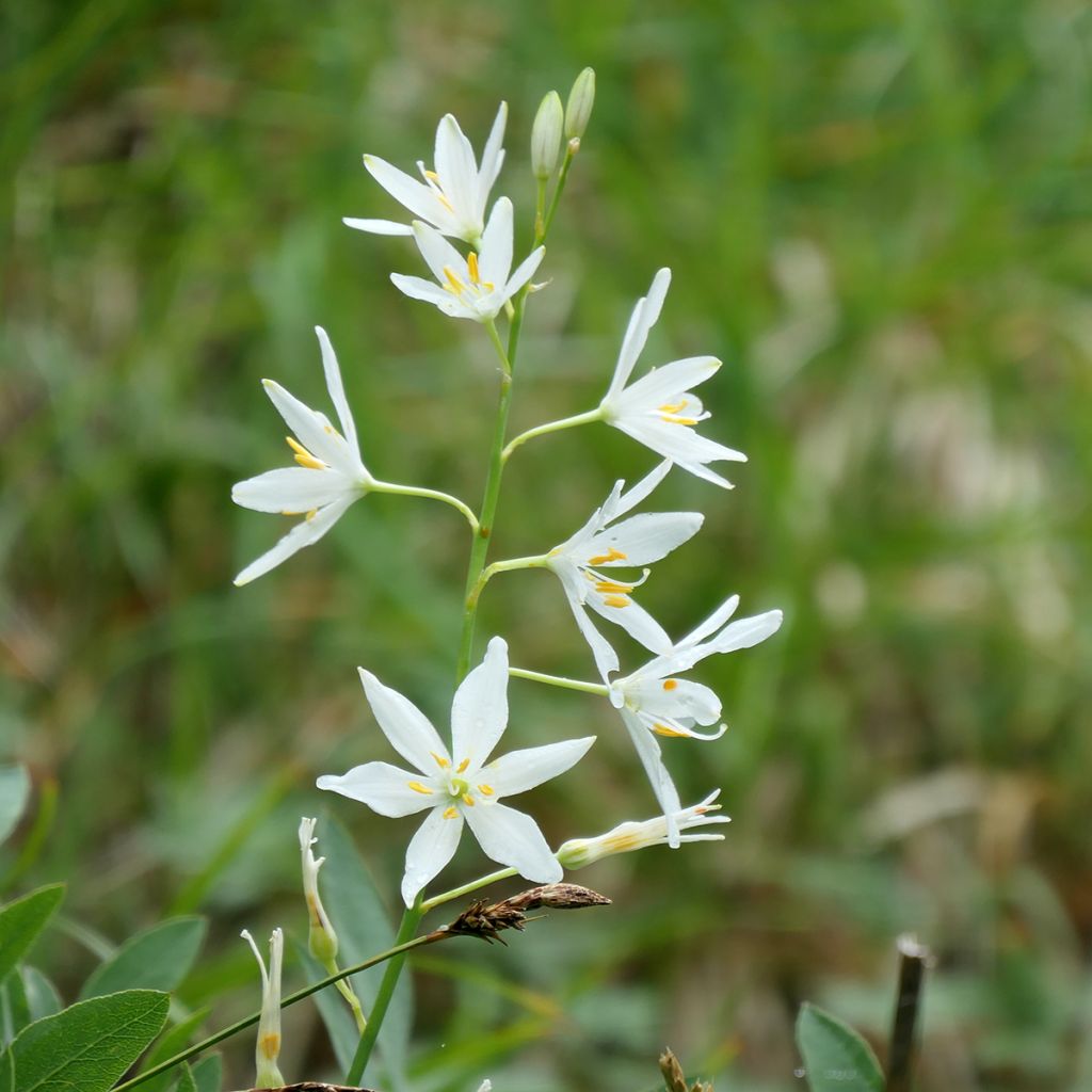 Tähkähietalilja - Anthericum liliago