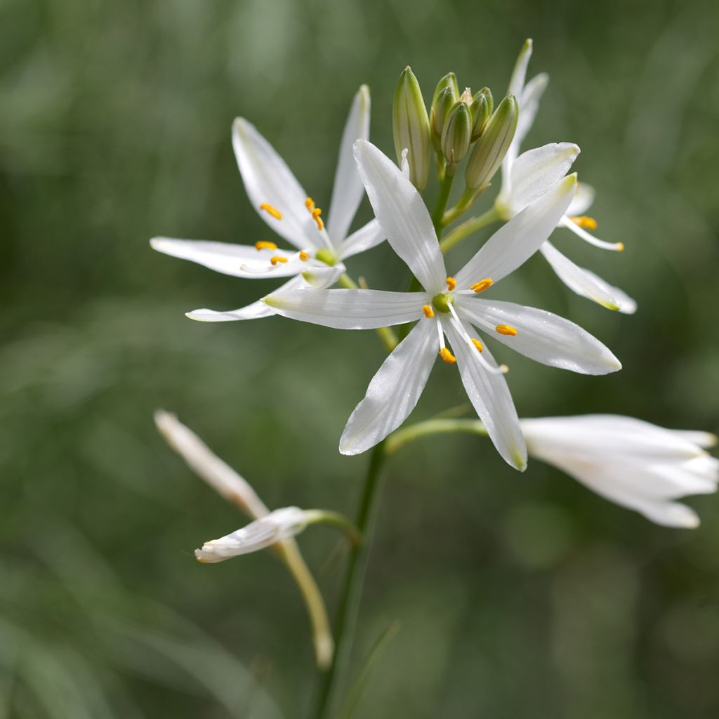 Tähkähietalilja - Anthericum liliago