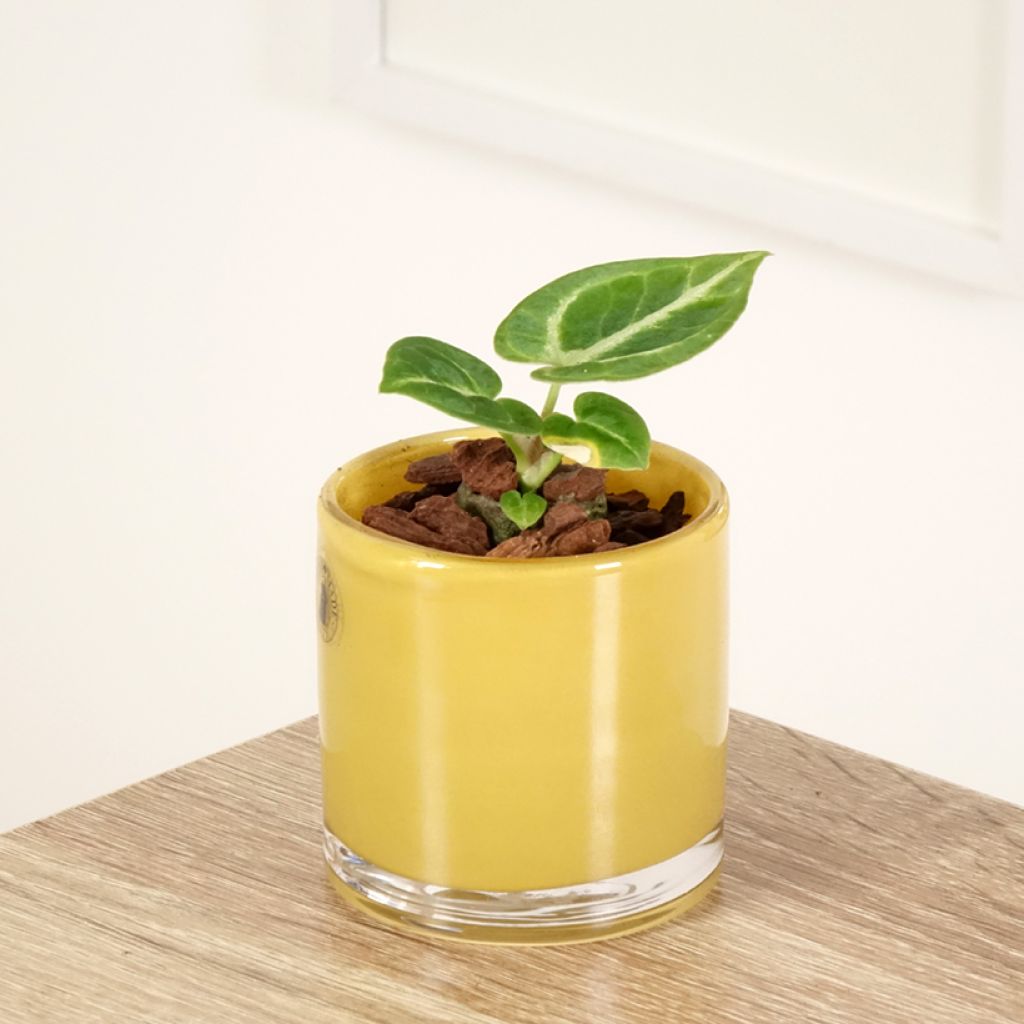 Anthurium Dorayaki