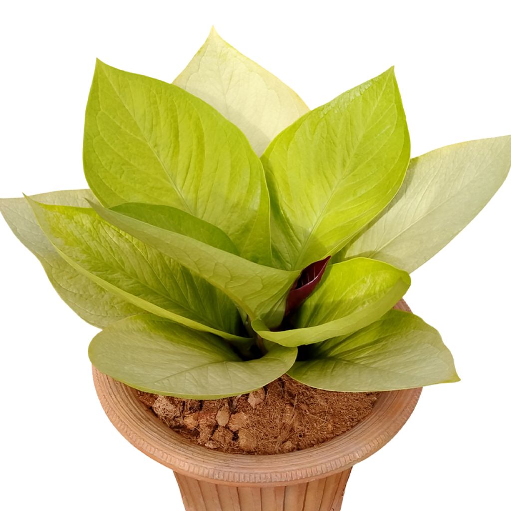 Anthurium jenmanii Kulta