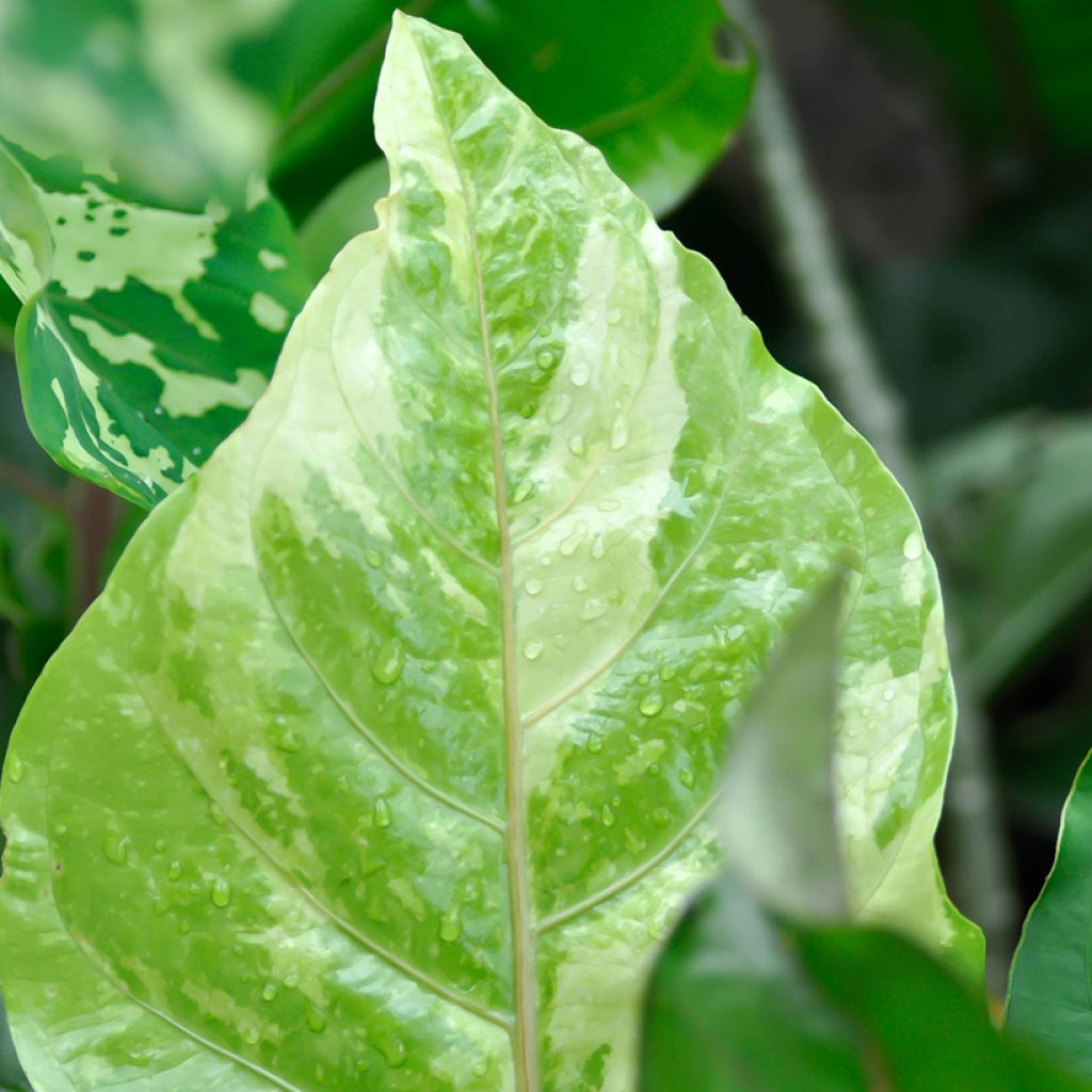 Anthurium hookeri Renaissance Variegata