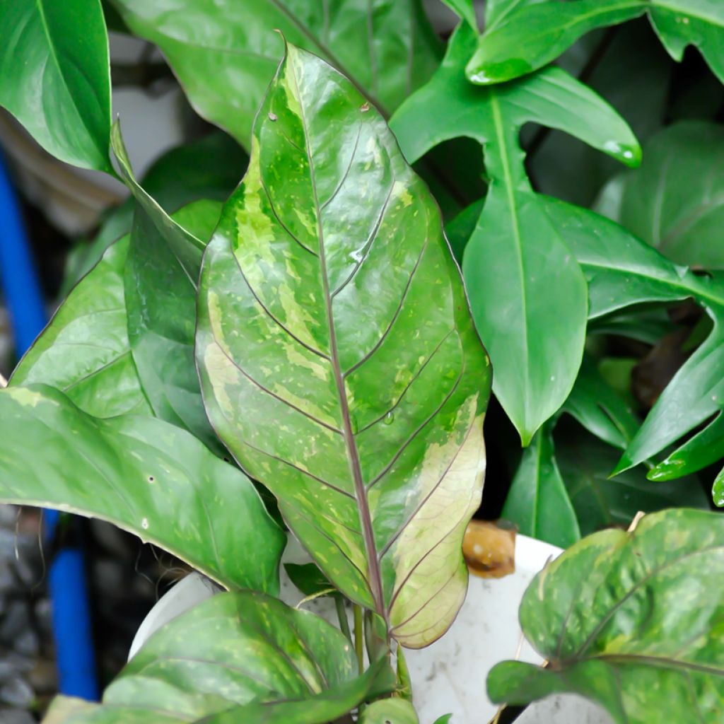 Anthurium hookeri Renaissance Variegata