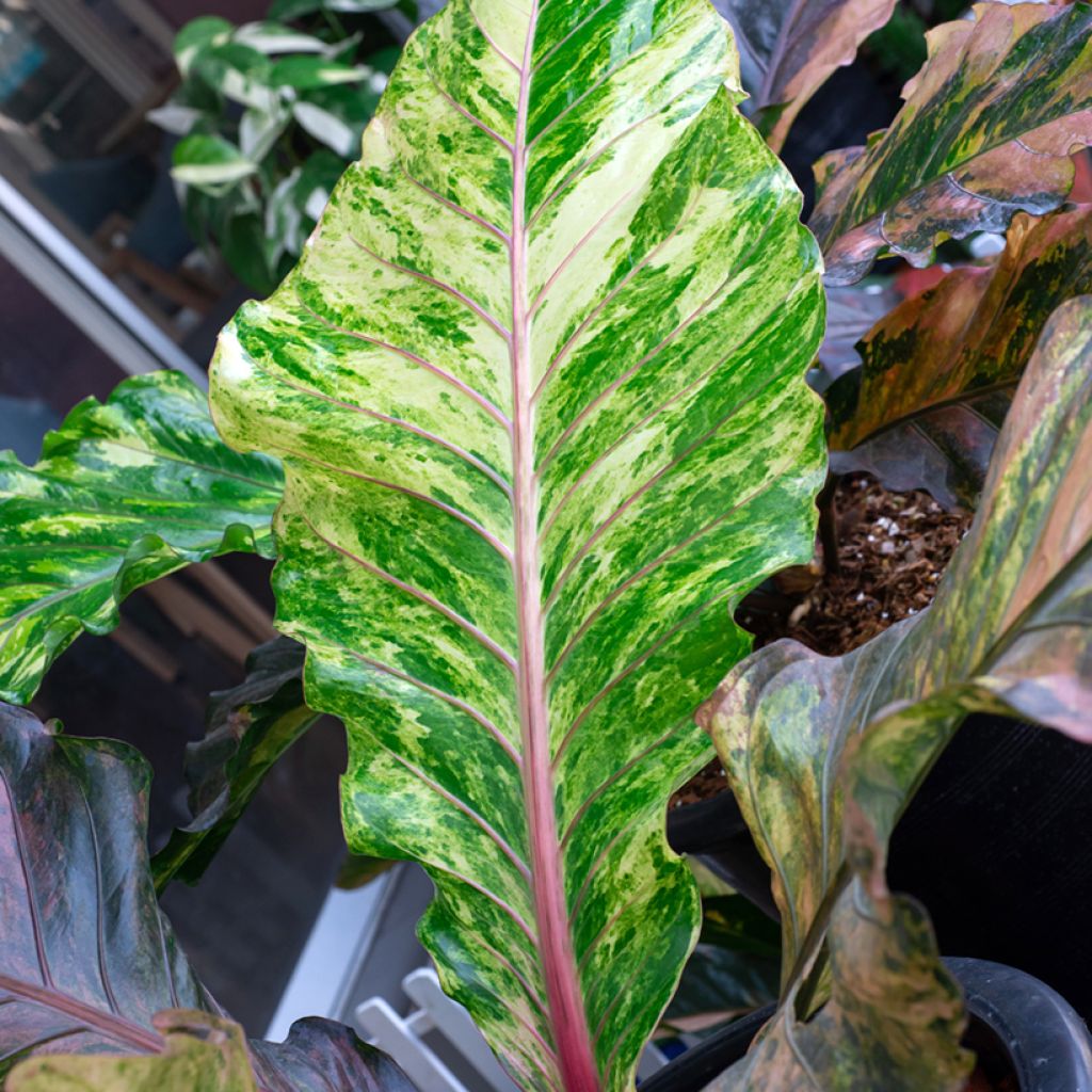 Anthurium hookeri Renaissance Variegata