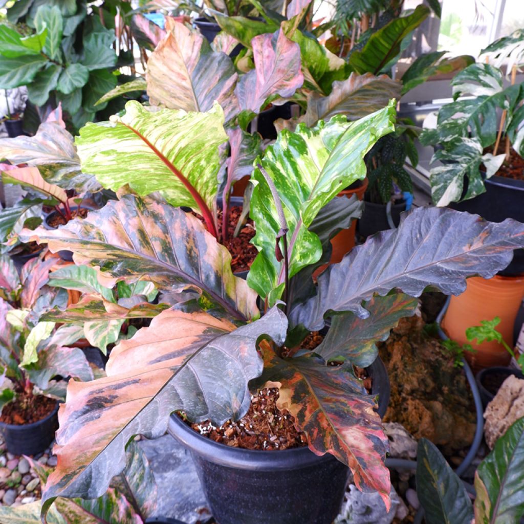 Anthurium hookeri Renaissance Variegata