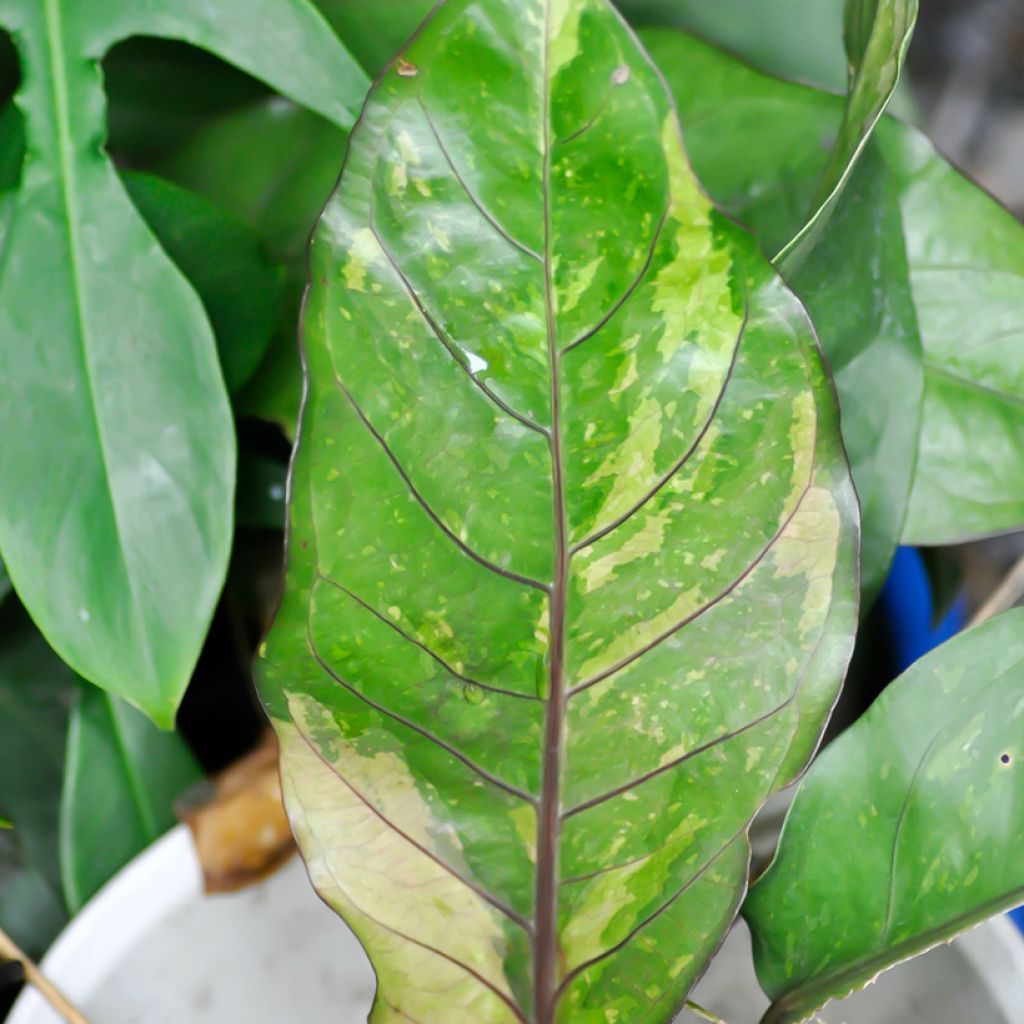 Anthurium hookeri Renaissance Variegata