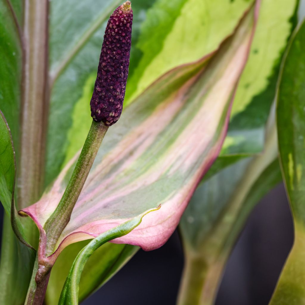 Anthurium hookeri Renaissance Variegata