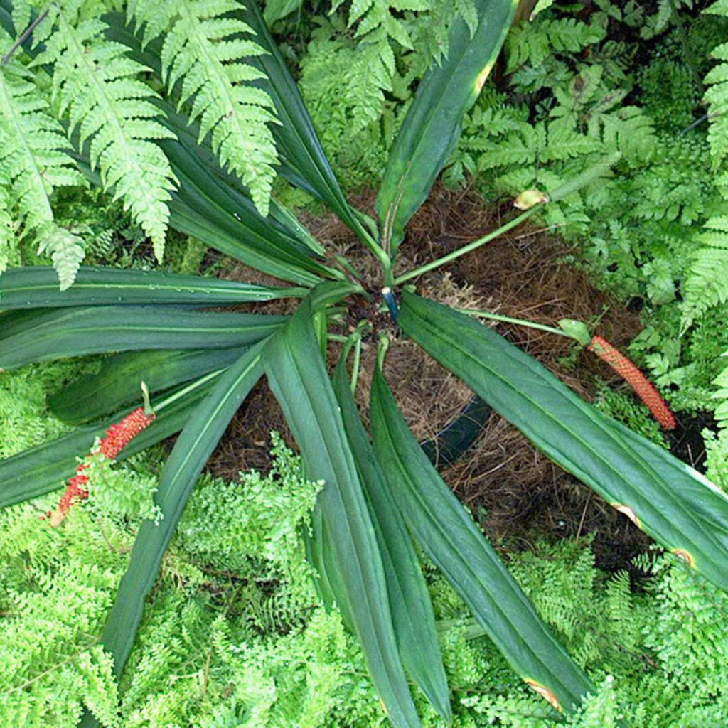 Anthurium bakeri