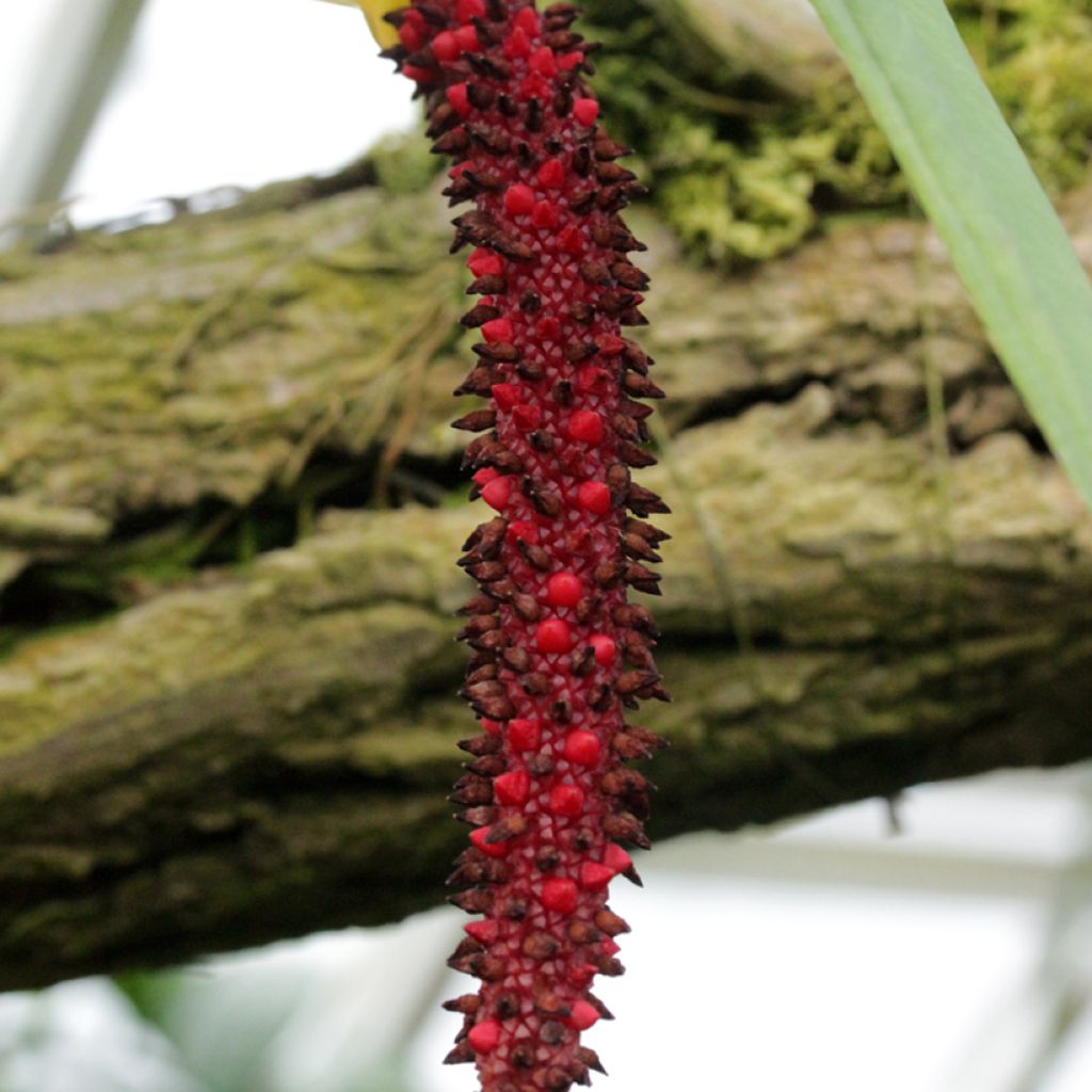 Anthurium bakeri