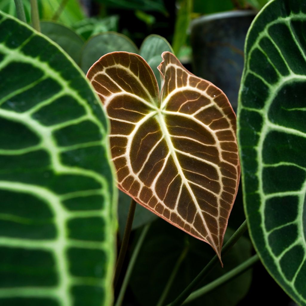 Herttaflamingonkukka - Anthurium clarinervium