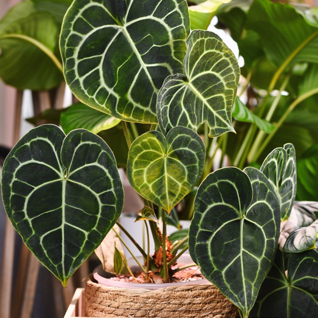 Herttaflamingonkukka - Anthurium clarinervium