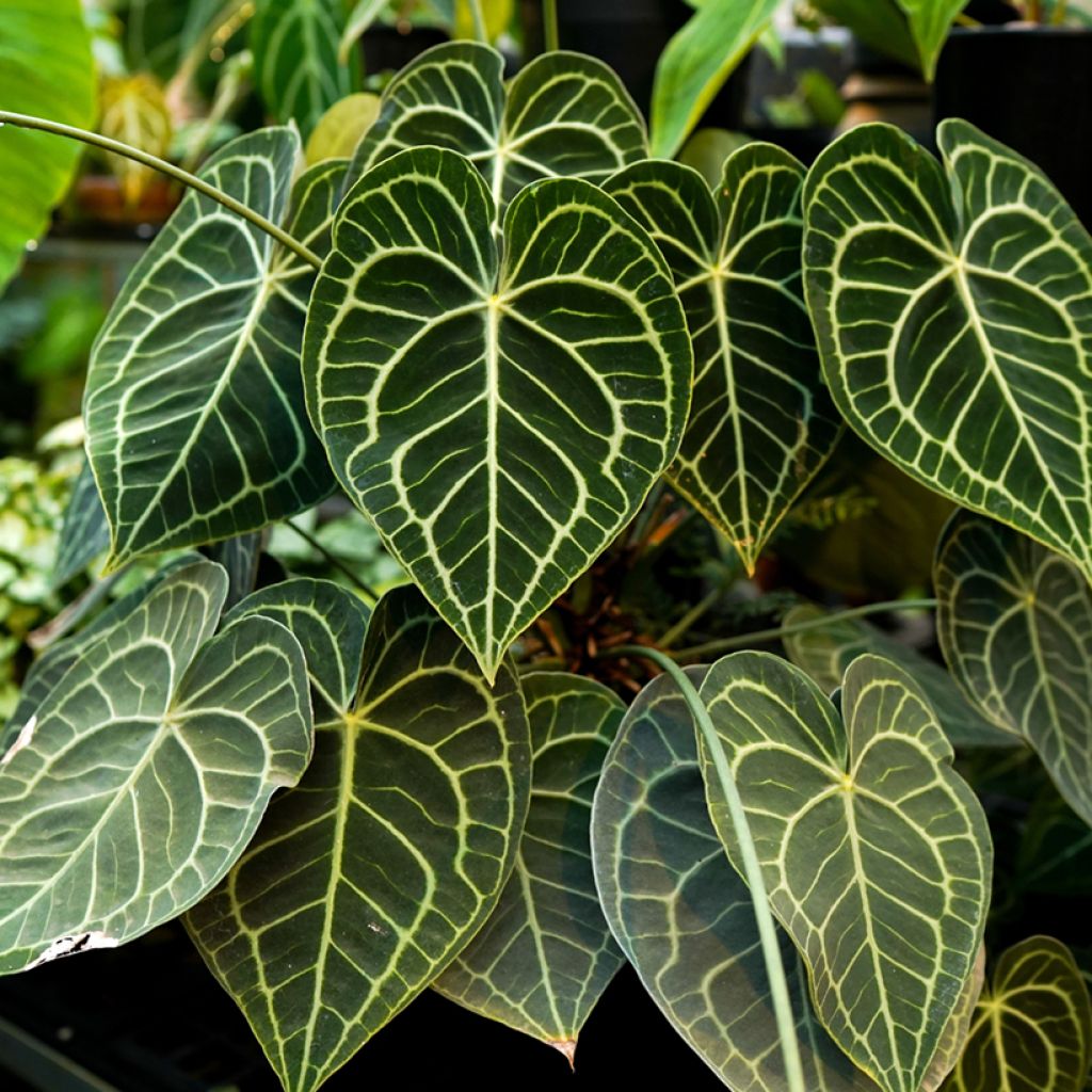Herttaflamingonkukka - Anthurium clarinervium