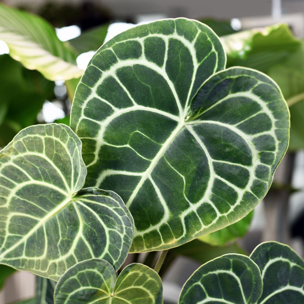 Herttaflamingonkukka - Anthurium clarinervium