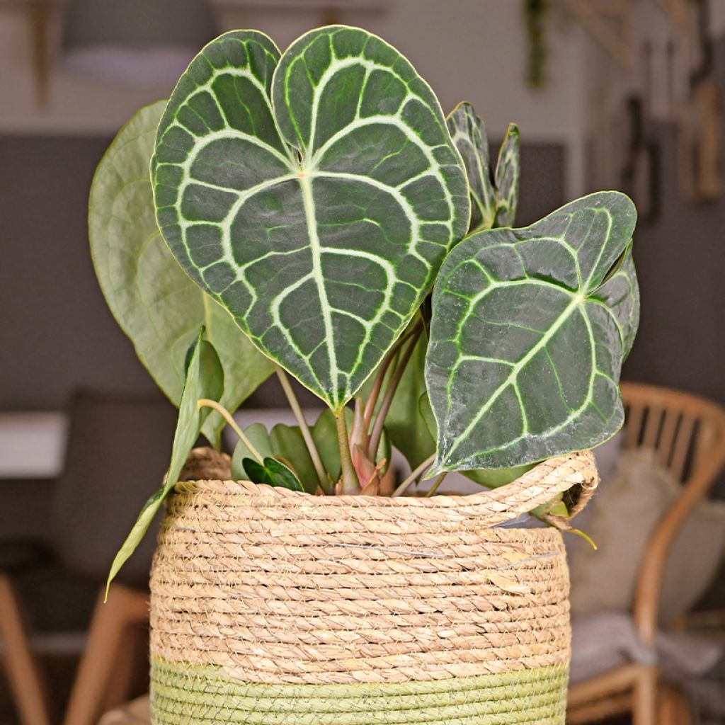 Herttaflamingonkukka - Anthurium clarinervium