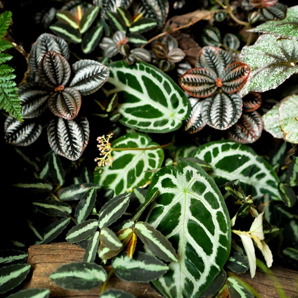 Hopeaflamingokukka - Anthurium crystallinum