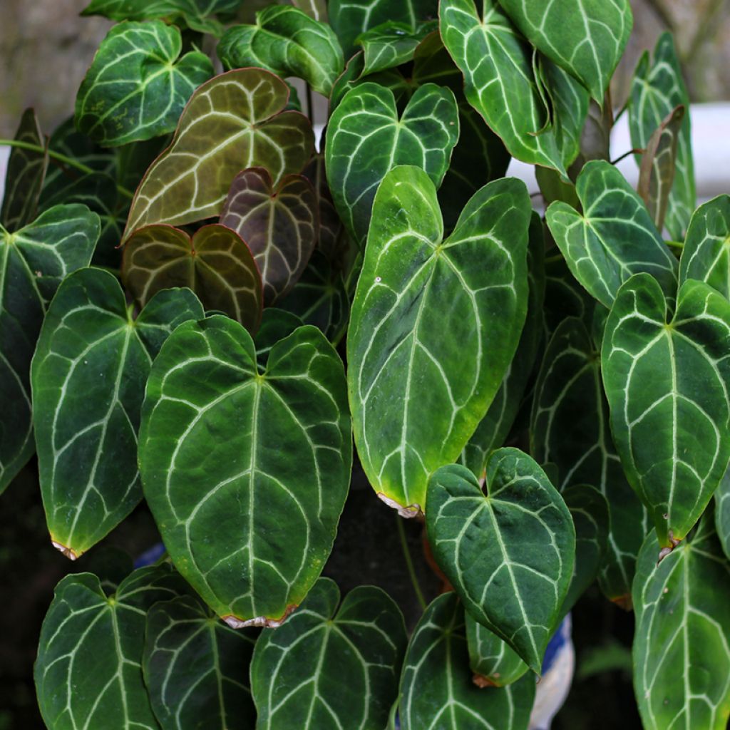 Hopeaflamingokukka - Anthurium crystallinum
