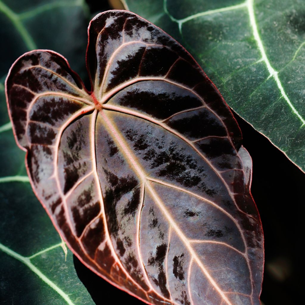 Hopeaflamingokukka - Anthurium crystallinum