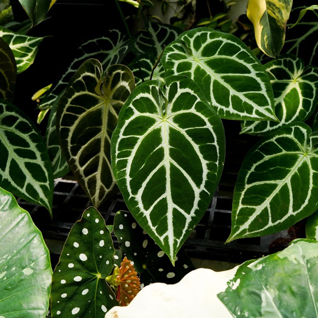 Hopeaflamingokukka - Anthurium crystallinum