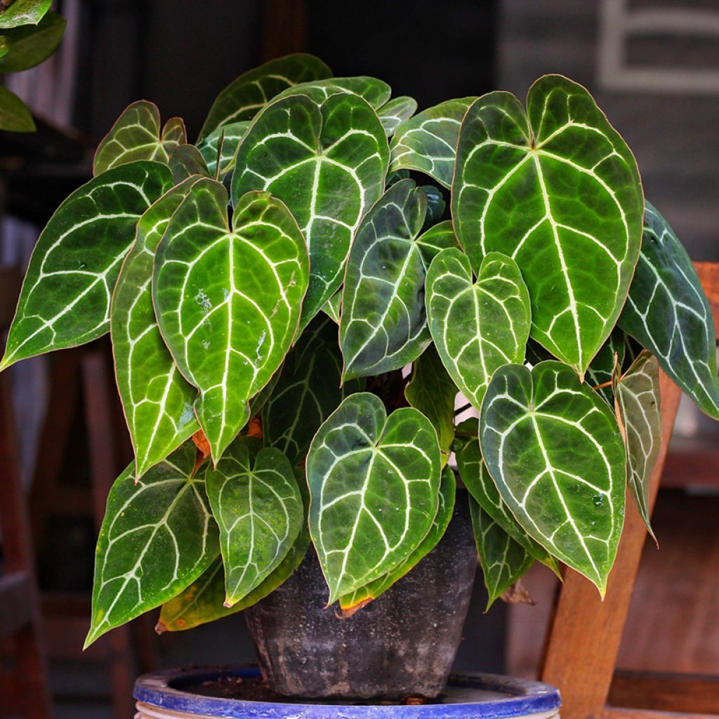 Hopeaflamingokukka - Anthurium crystallinum