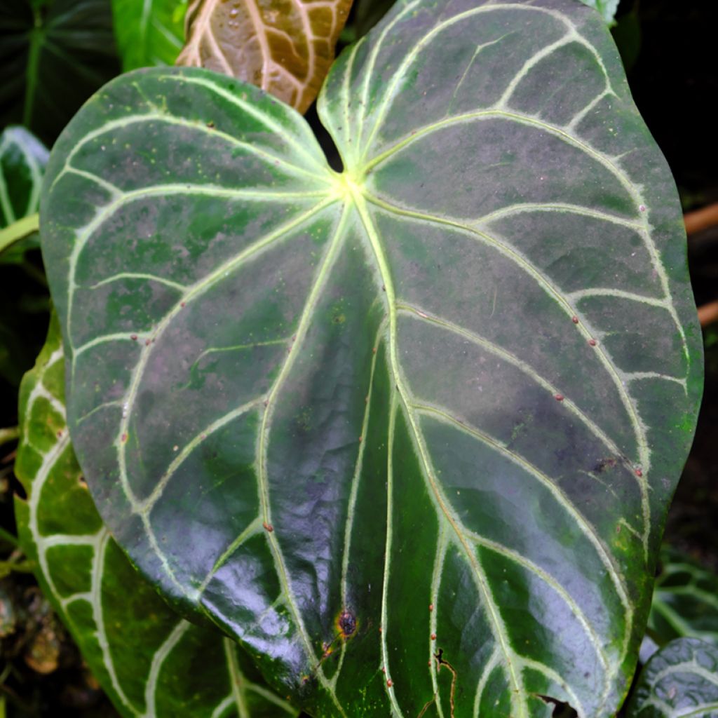 Hopeaflamingokukka - Anthurium crystallinum