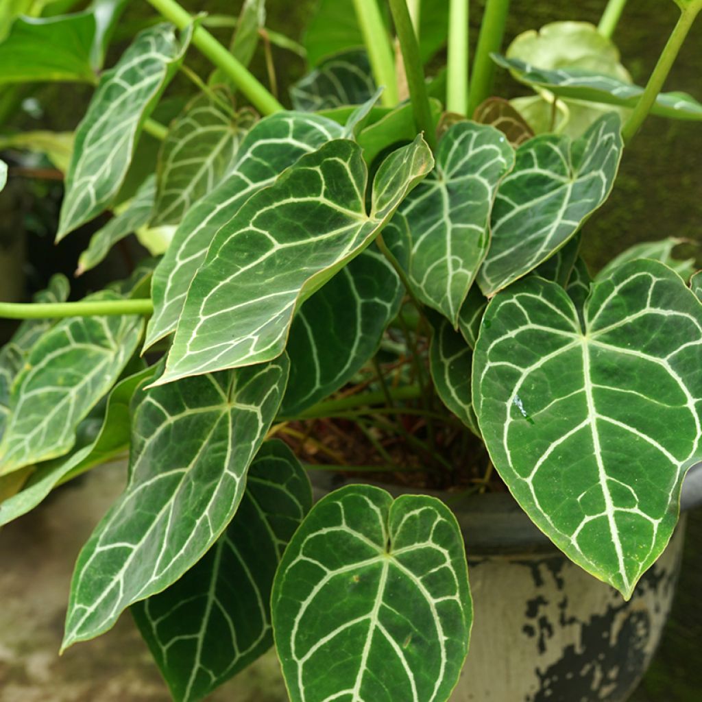 Hopeaflamingokukka - Anthurium crystallinum