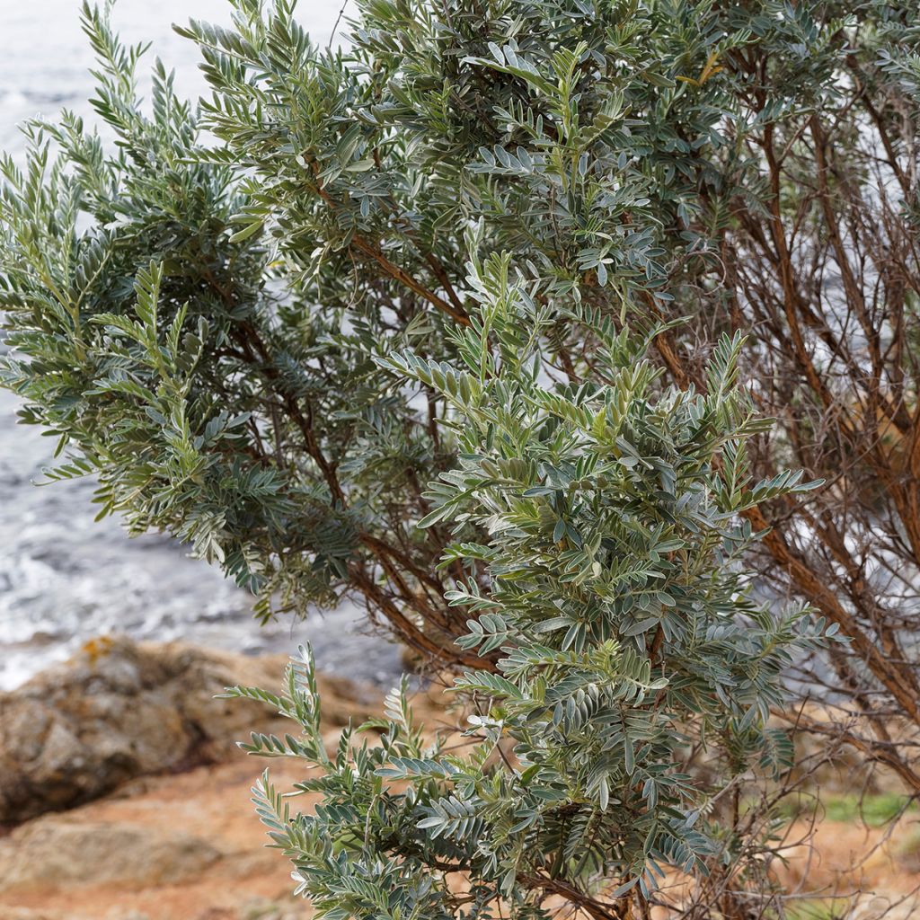 Partamasmalo - Anthyllis barba-jovis