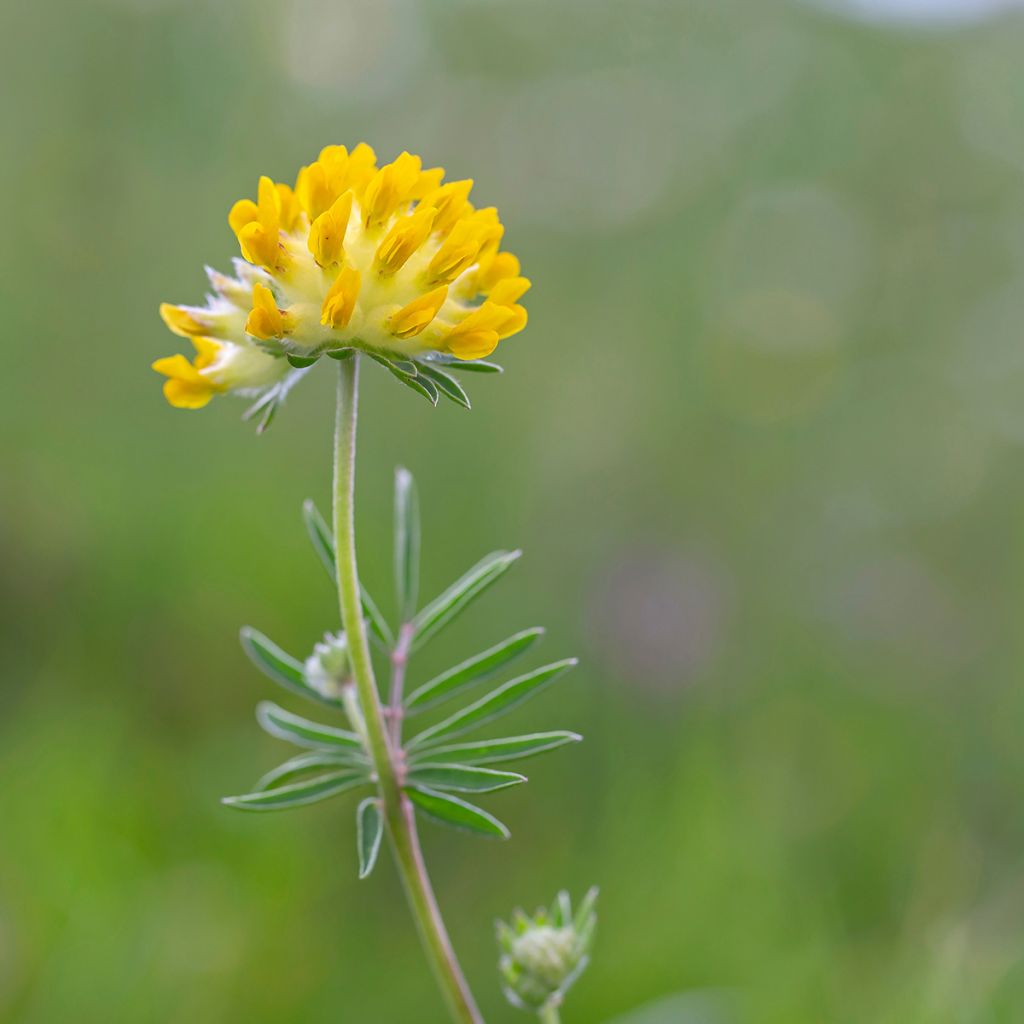 Masmalo - Anthyllis vulneraria