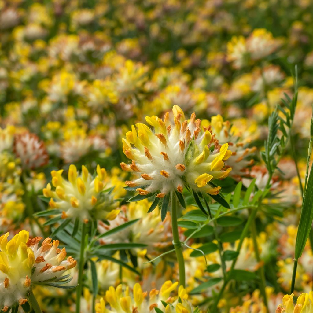 Masmalo - Anthyllis vulneraria