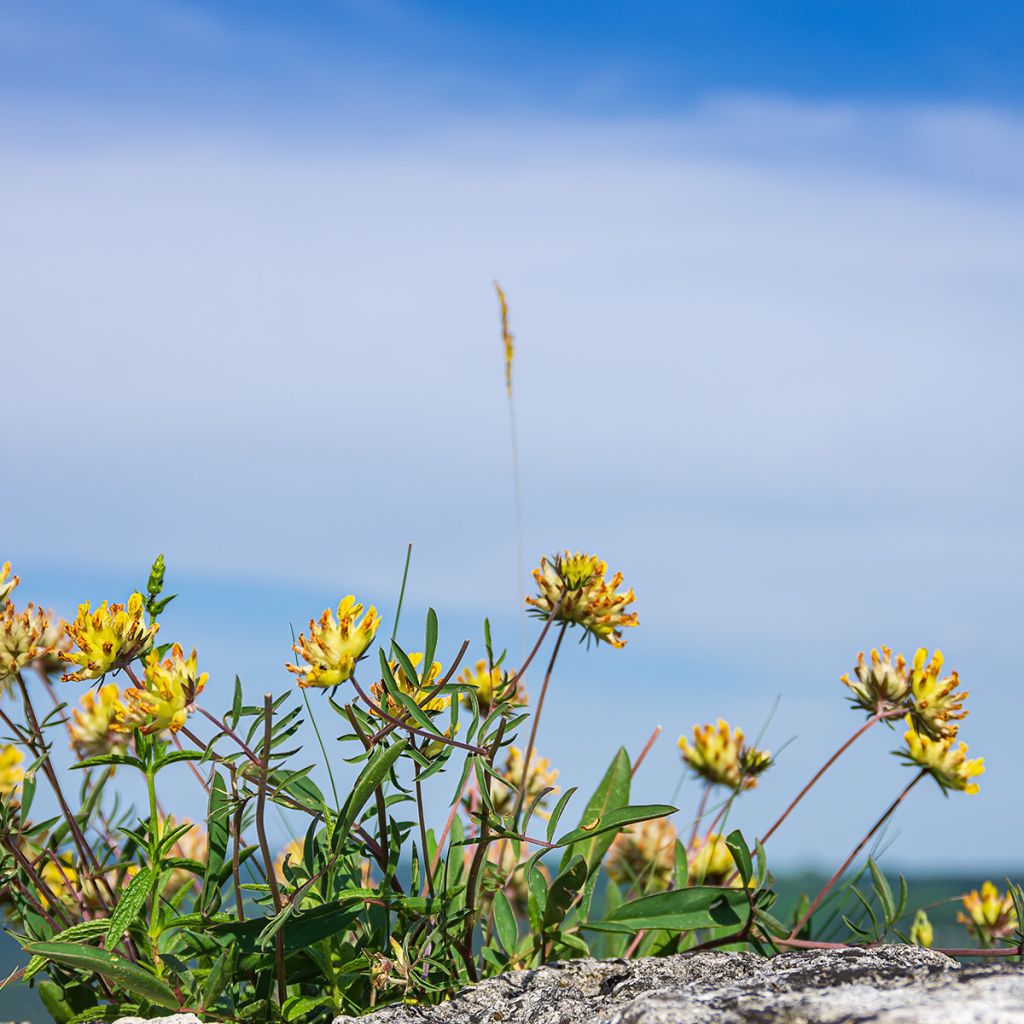 Masmalo - Anthyllis vulneraria