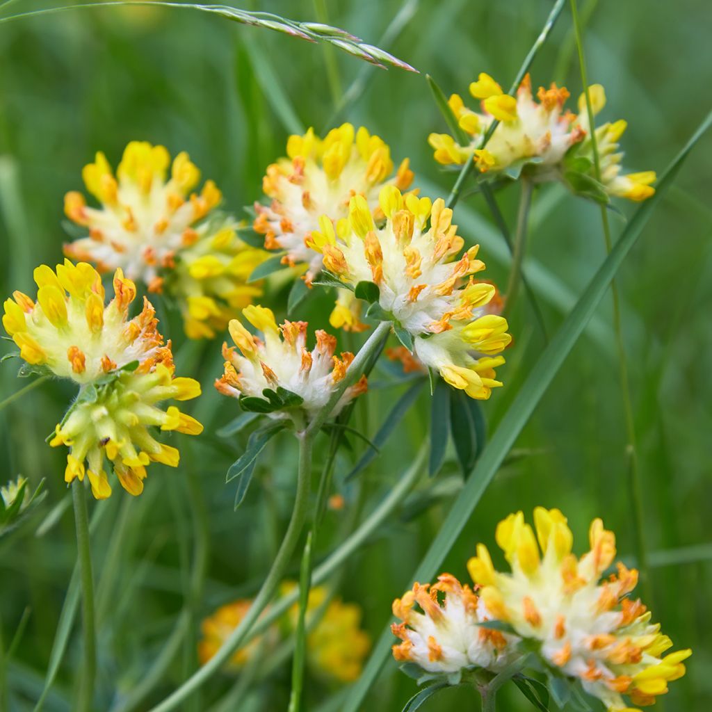 Masmalo - Anthyllis vulneraria