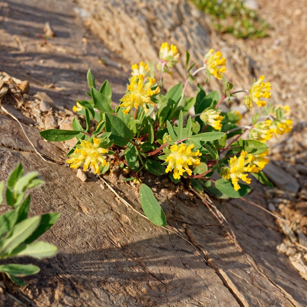 Masmalo - Anthyllis vulneraria