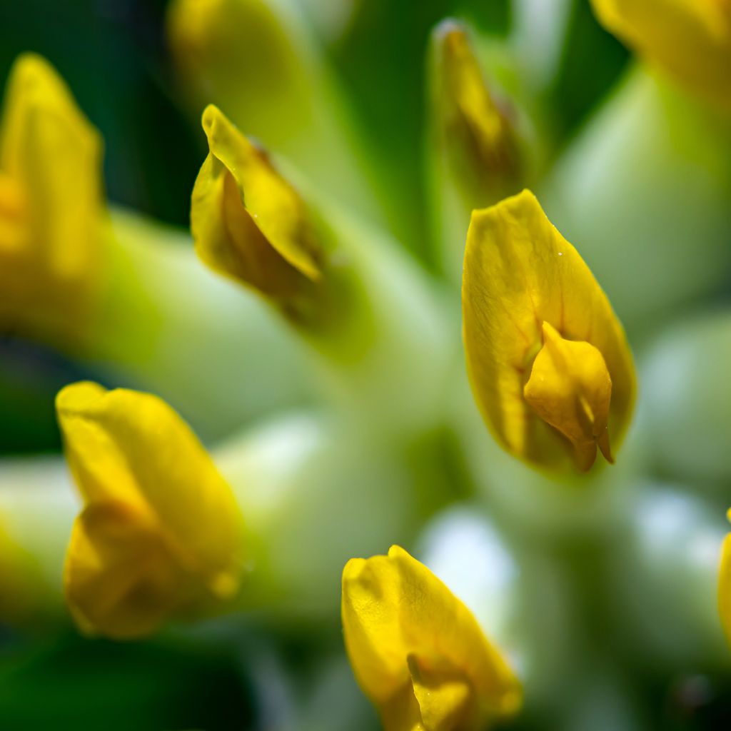 Masmalo - Anthyllis vulneraria