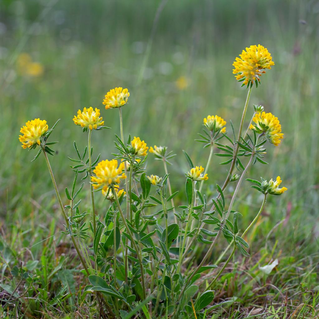 Masmalo - Anthyllis vulneraria