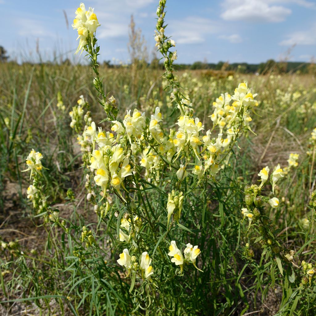 Leijonankita - Antirrhinum braun-blanquetii
