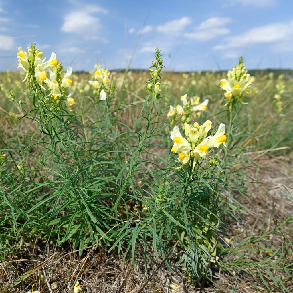 Leijonankita - Antirrhinum braun-blanquetii