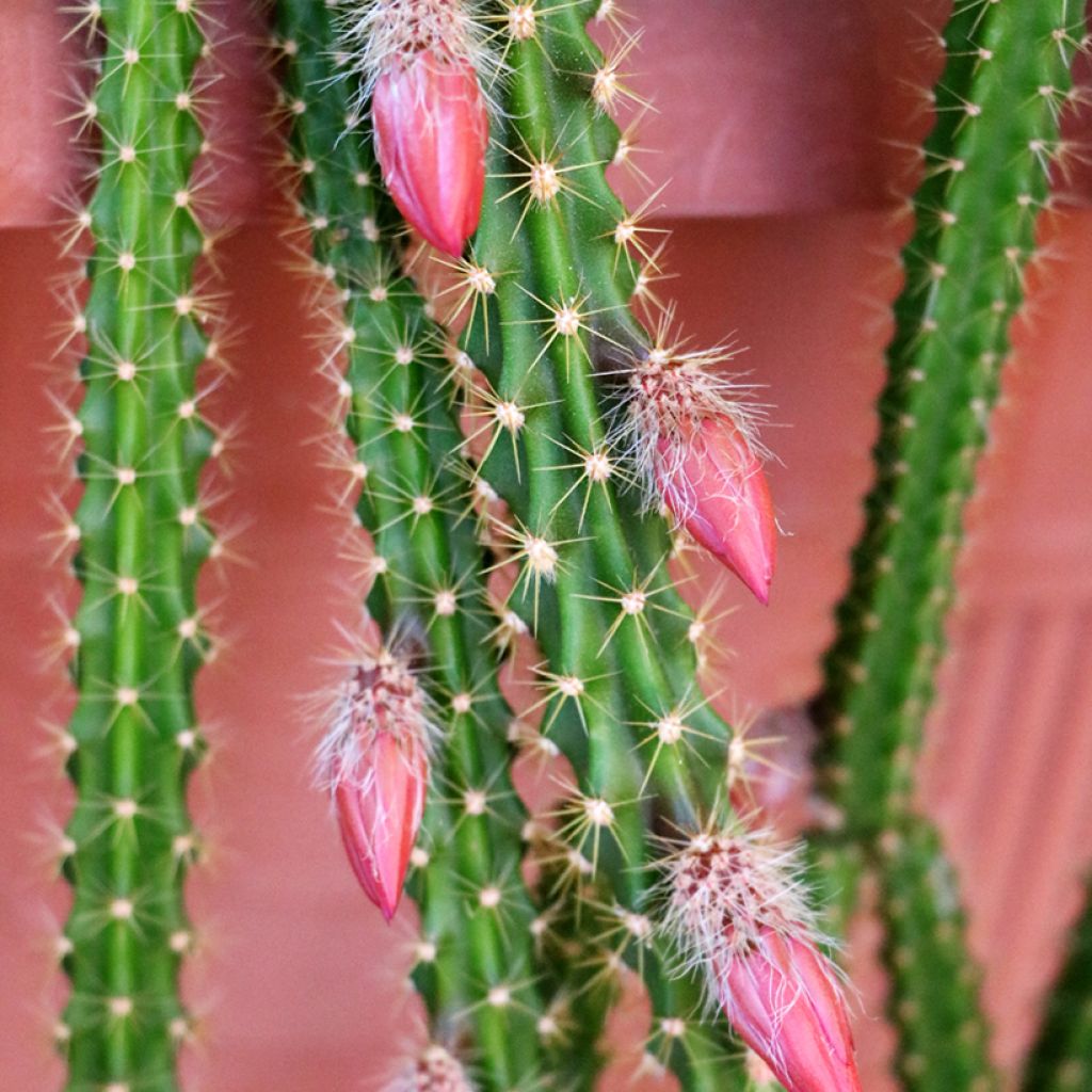 X Aporophyllum x malisonii