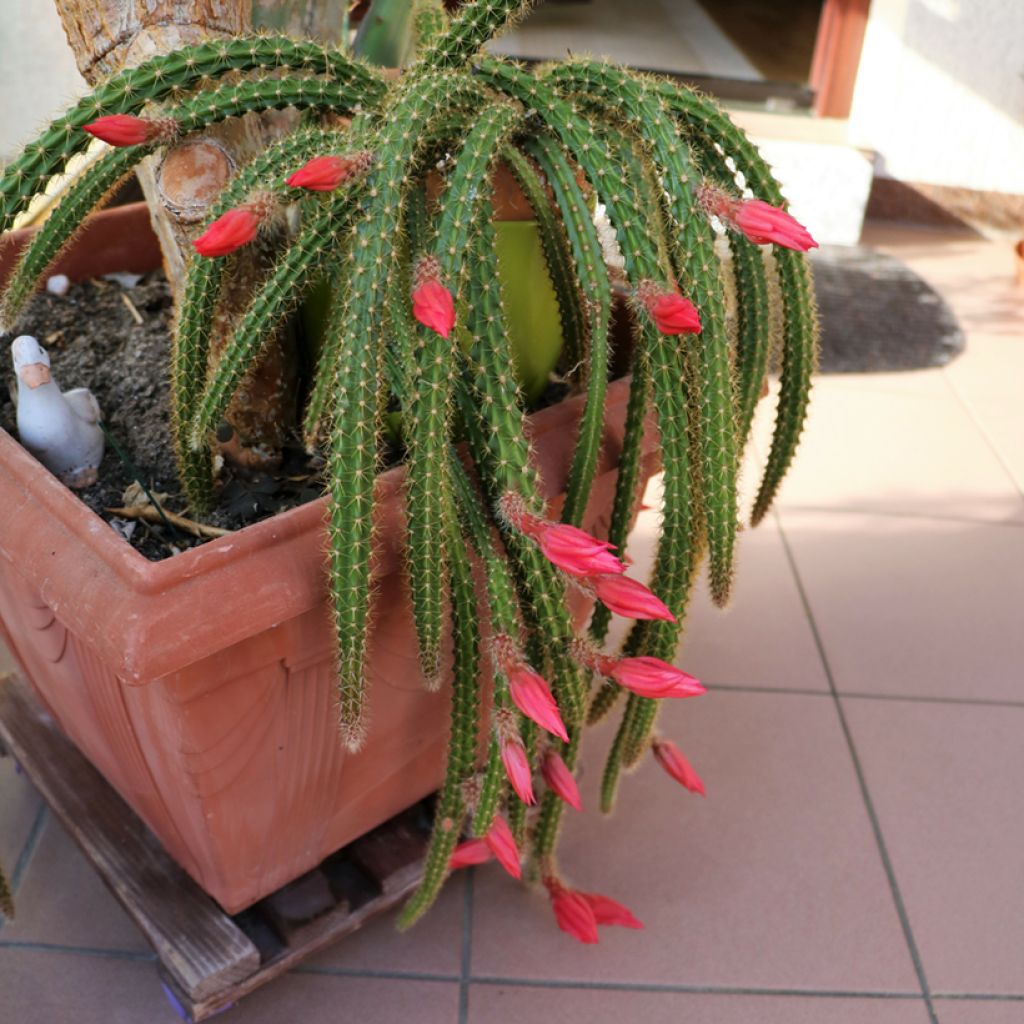 X Aporophyllum x malisonii