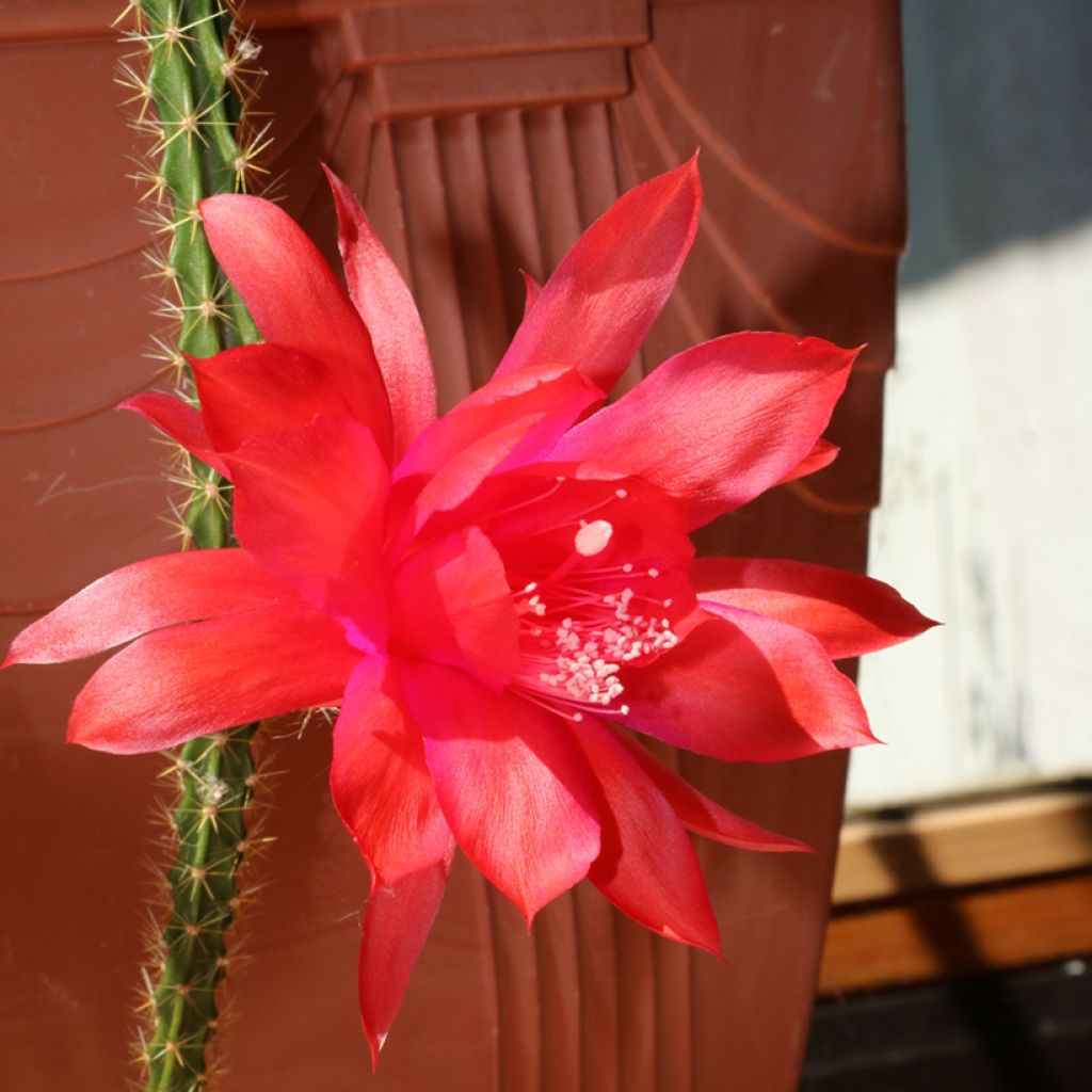 X Aporophyllum x malisonii
