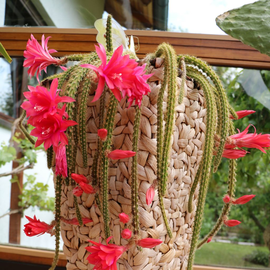 X Aporophyllum x malisonii